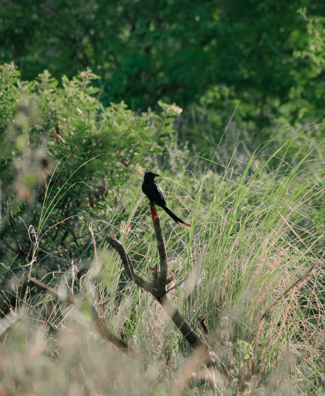 black drongo .