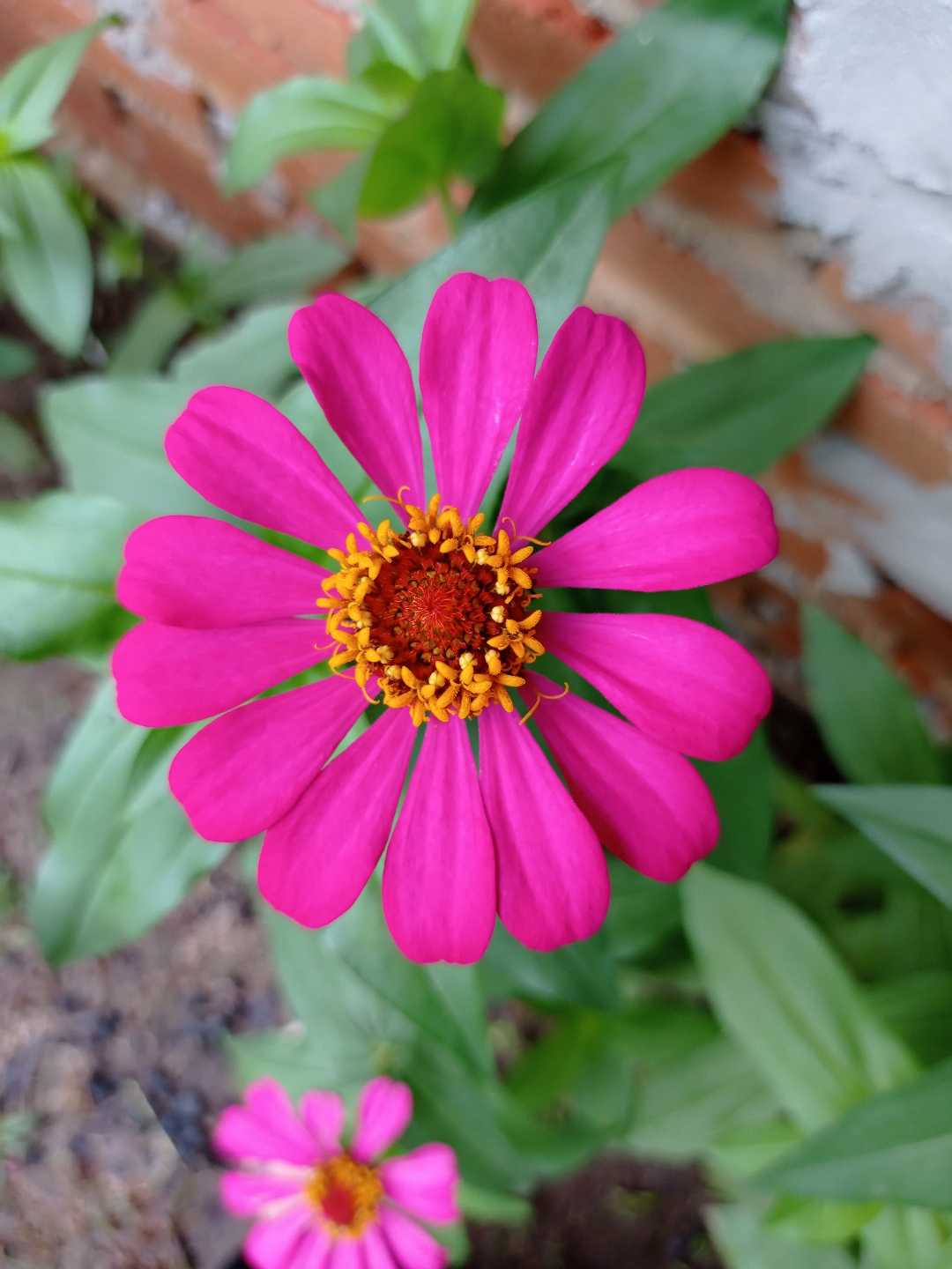🌺