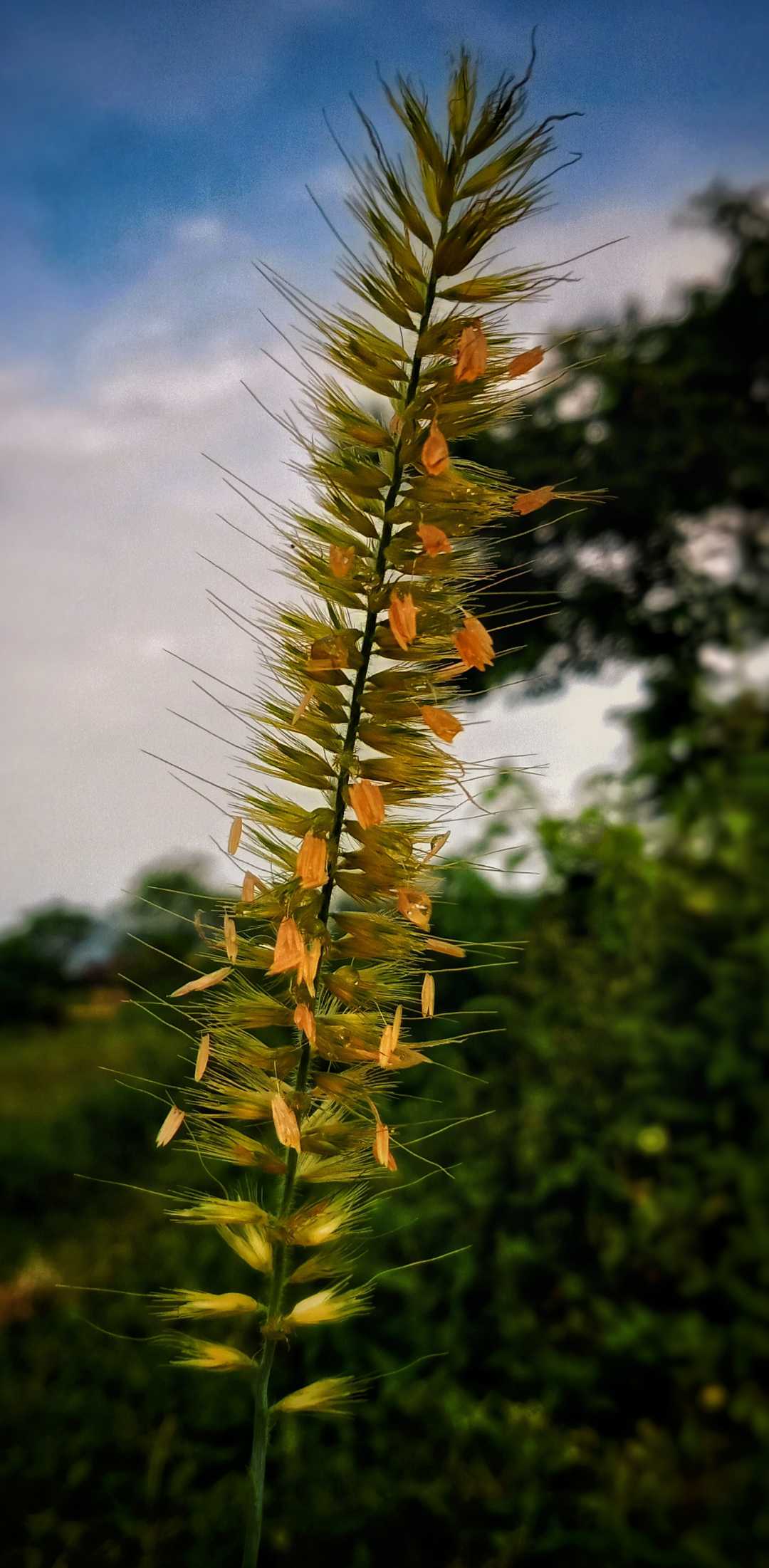 kembang kolojono