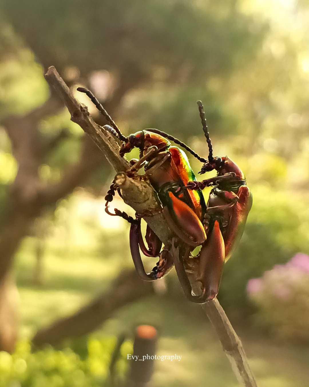 Kumbang Chrysochus Auratus