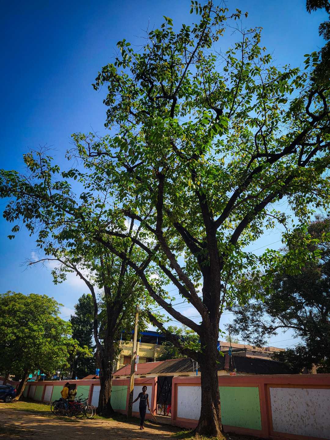 The power and beauty of trees