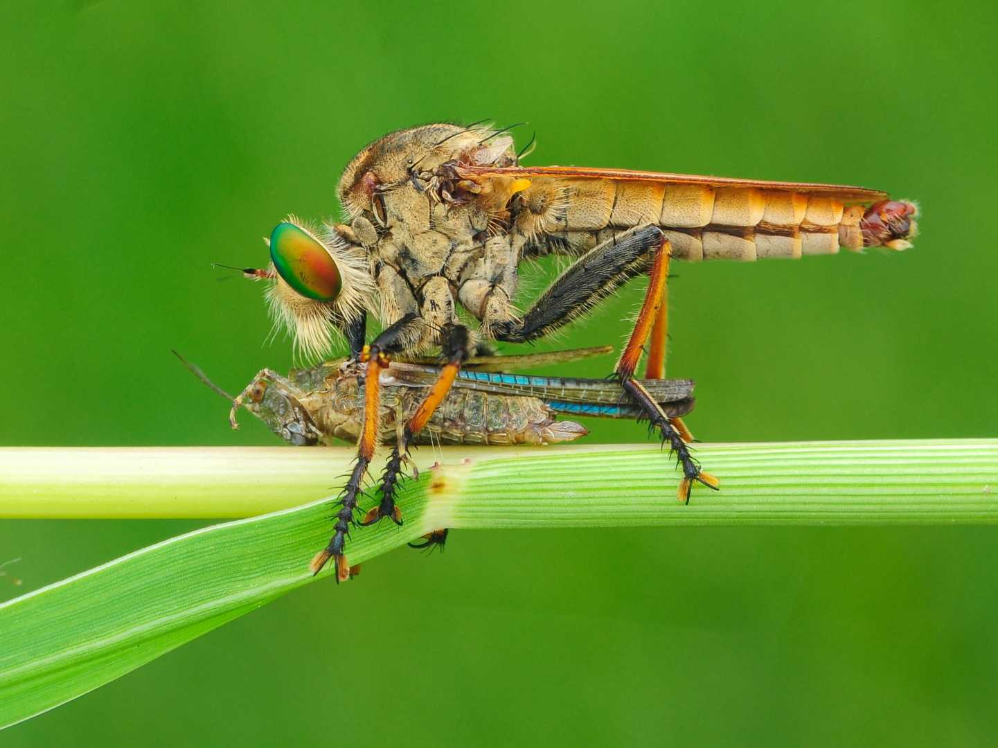 robberfly with prey
