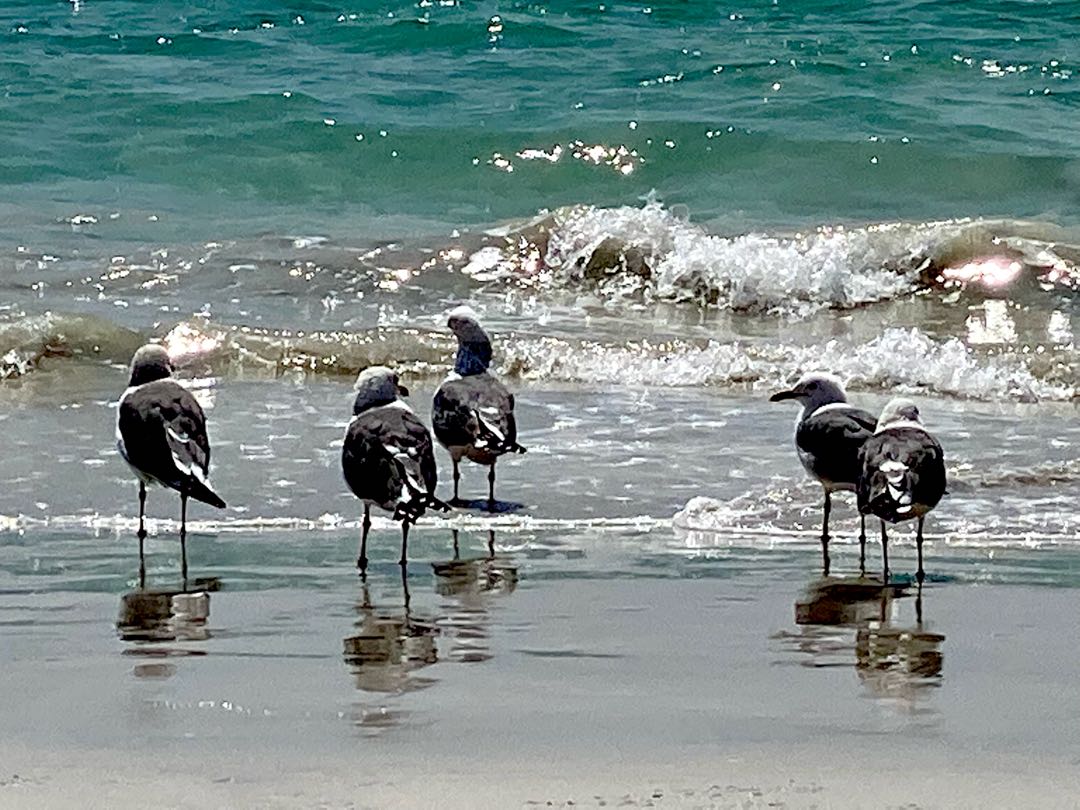 The Birds
