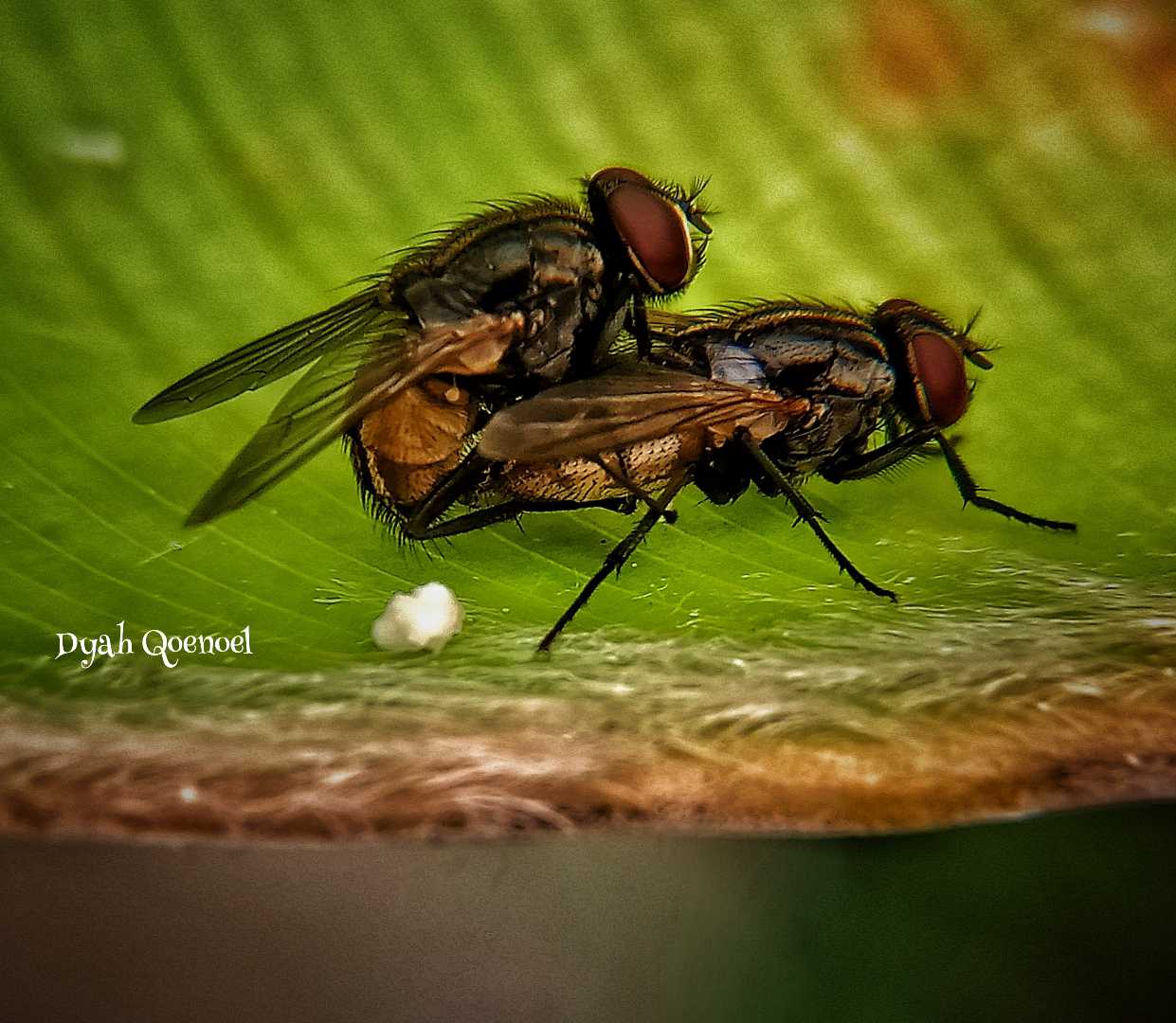 Flies