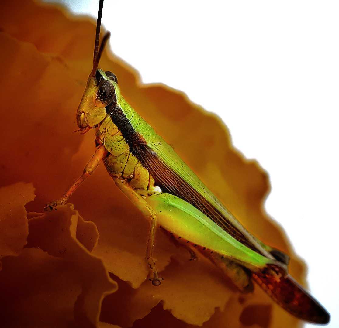  Grasshopper 🦗🦗🦗