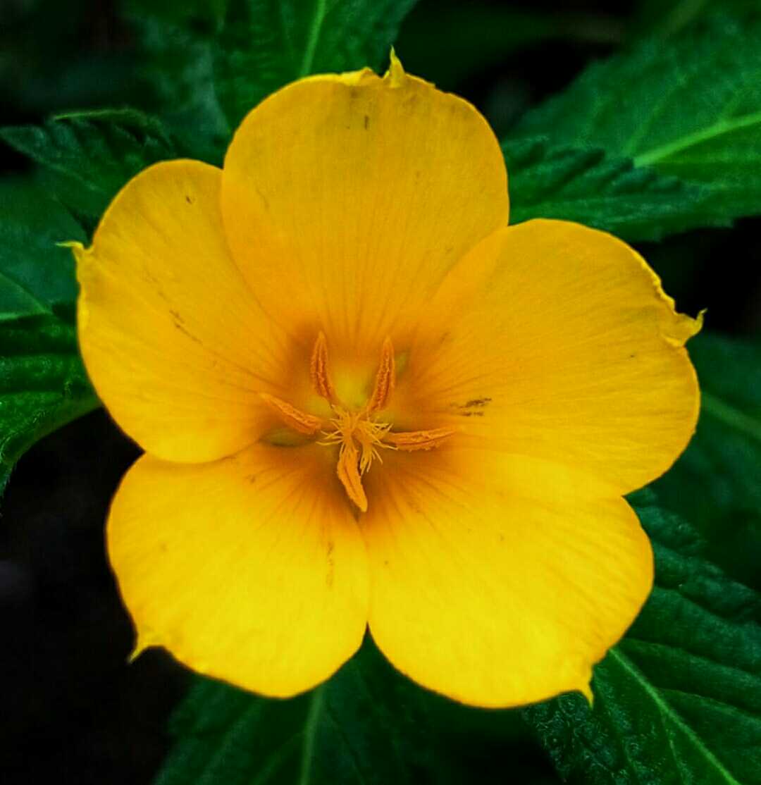 Bunga pukul delapan ( Turnera )