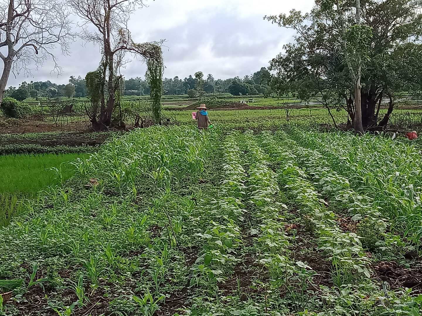 Petani.