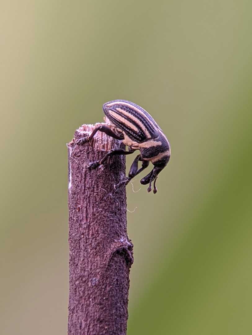 stripid been weevils 