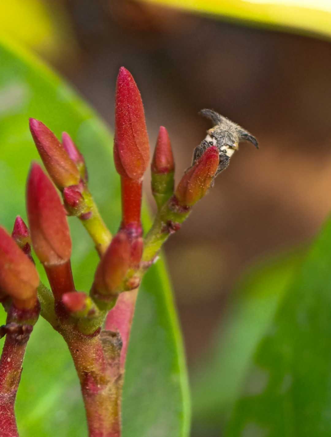 Little horn guy