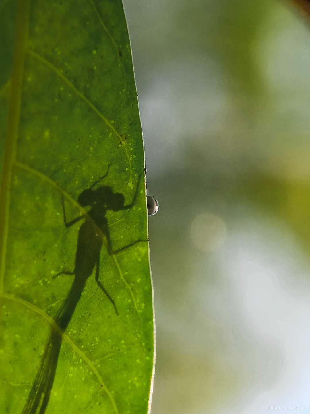 Damesfly eye or Bokeh ?