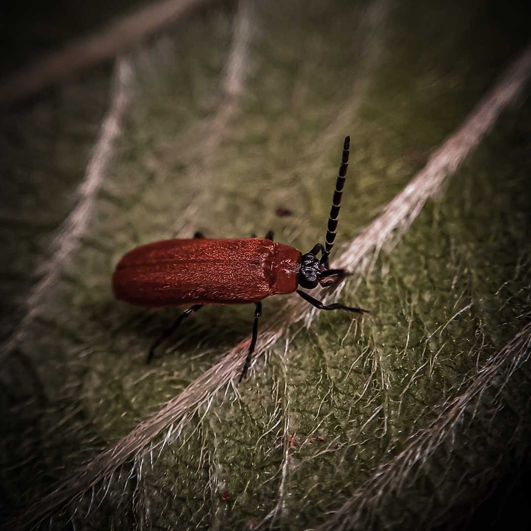 Phyrochroidae