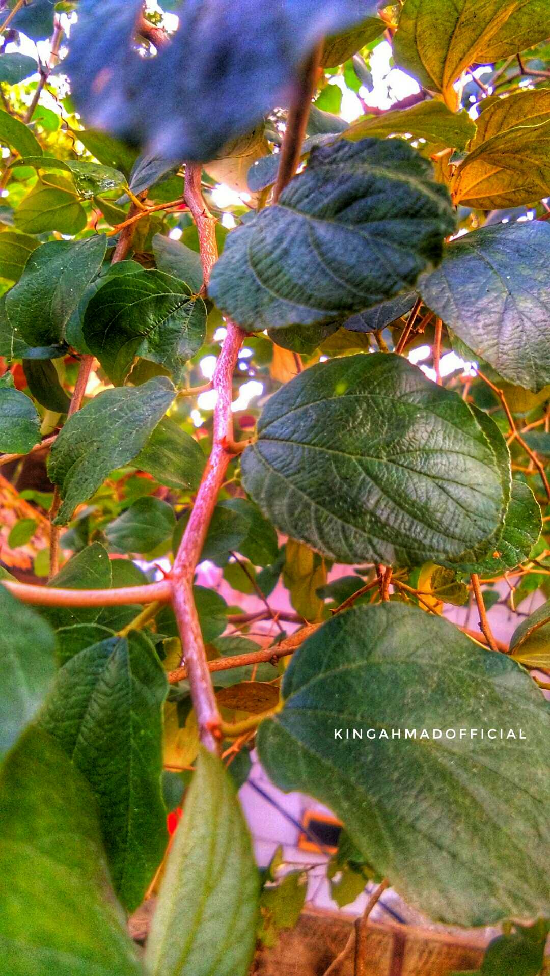 DAUN BIDARA 
