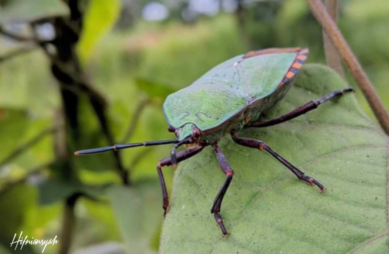 kepik hijau 🐝