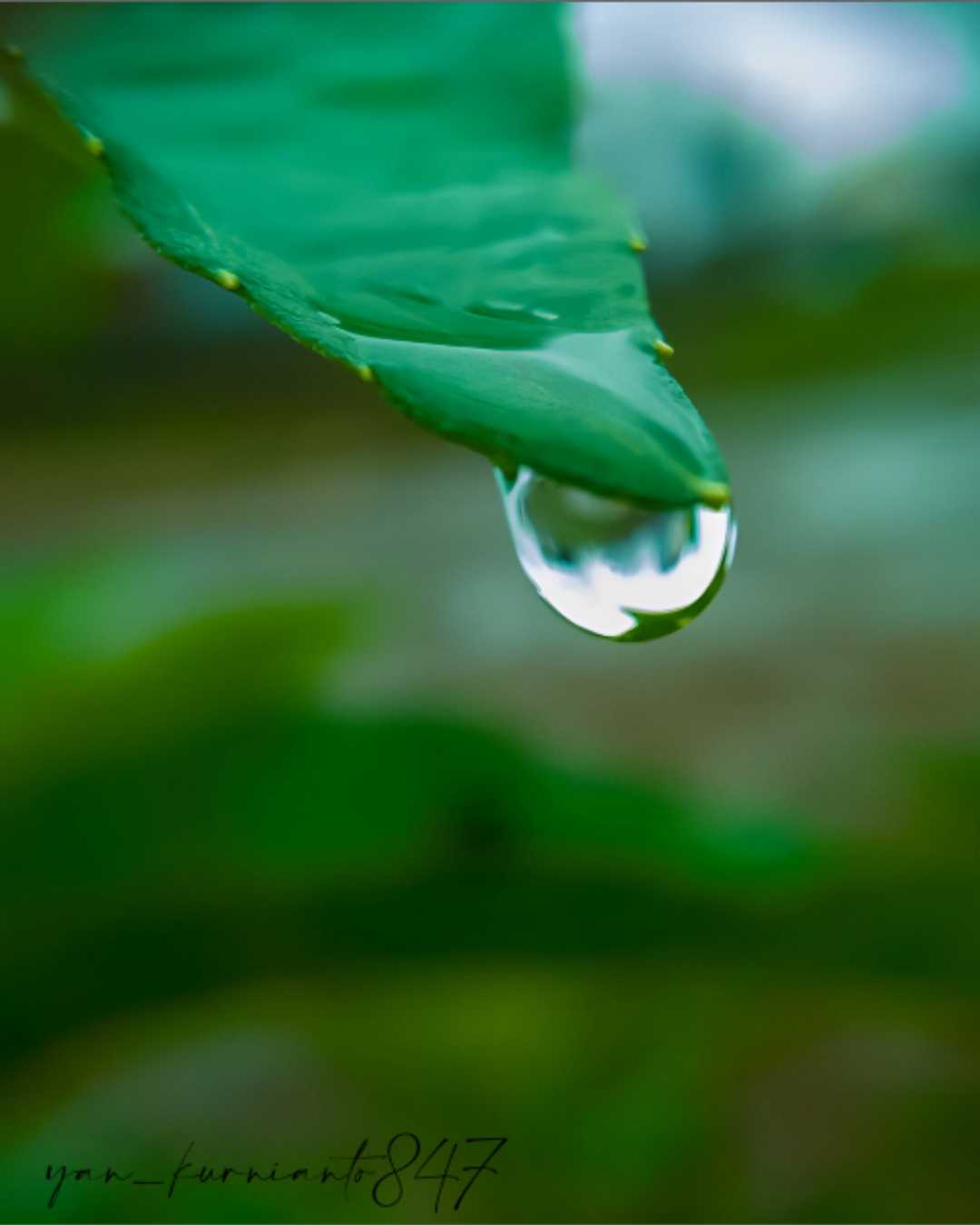 Rain water Drop