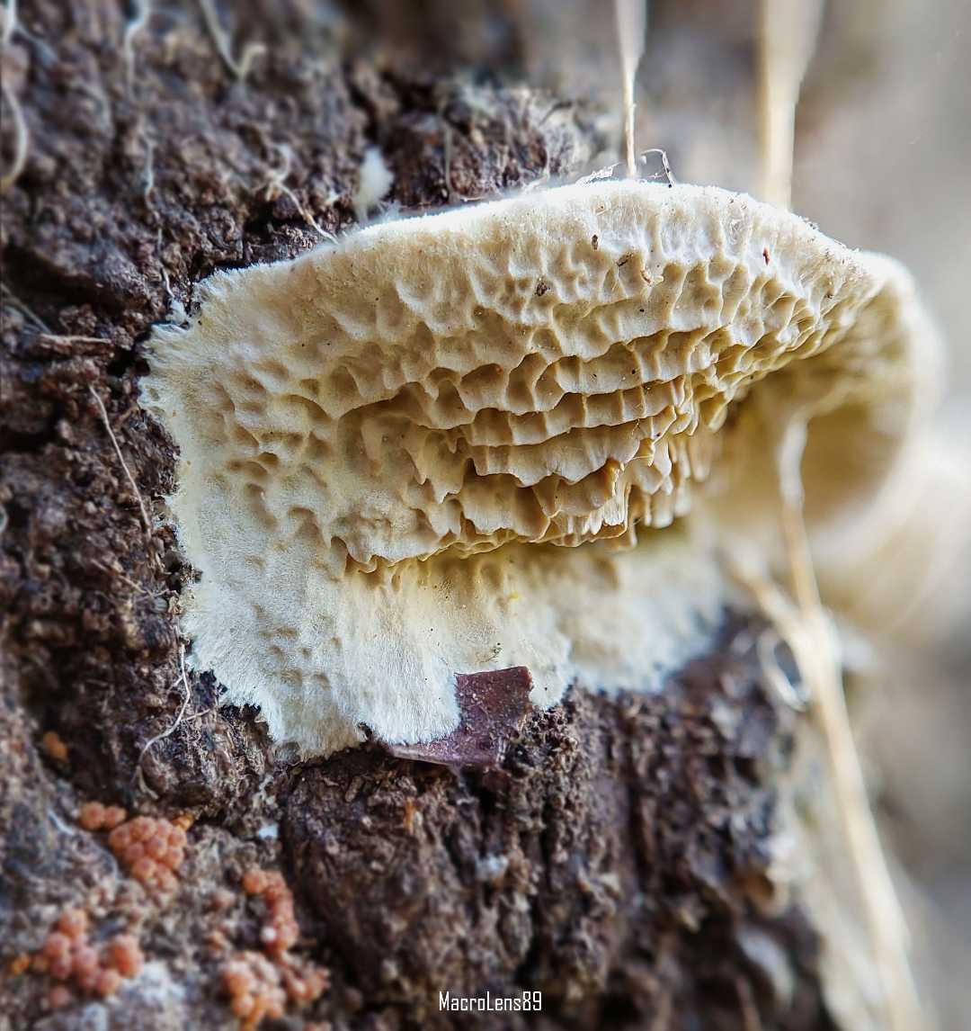Antrodia Albida