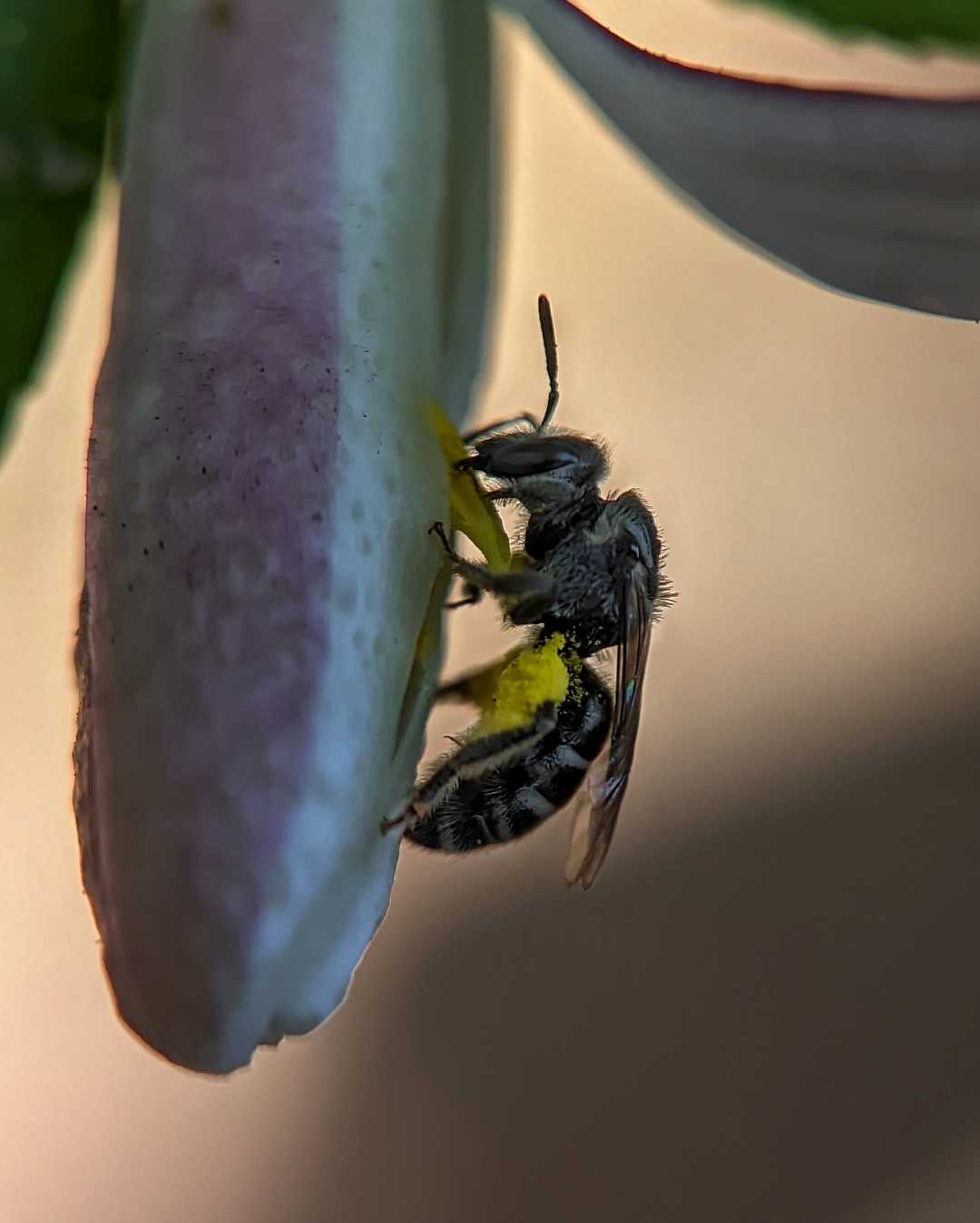 Sweat Bee