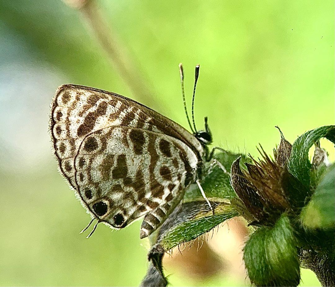 zizeeria knysna