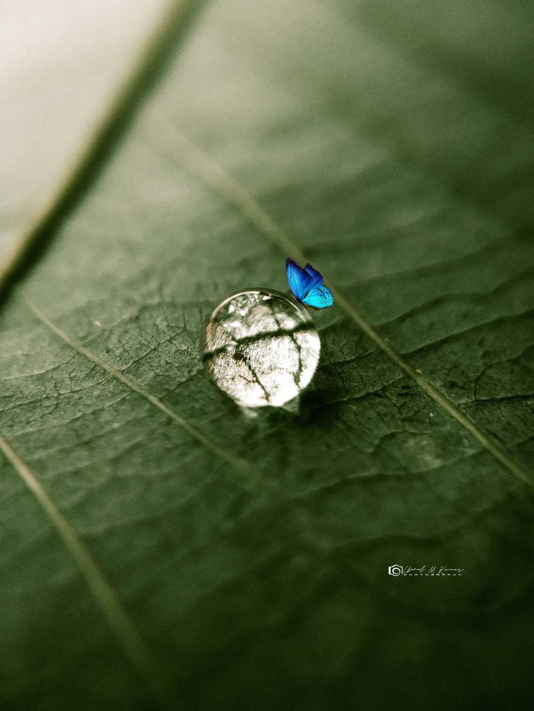bubble