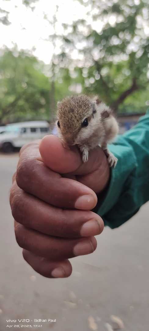 Squirrel