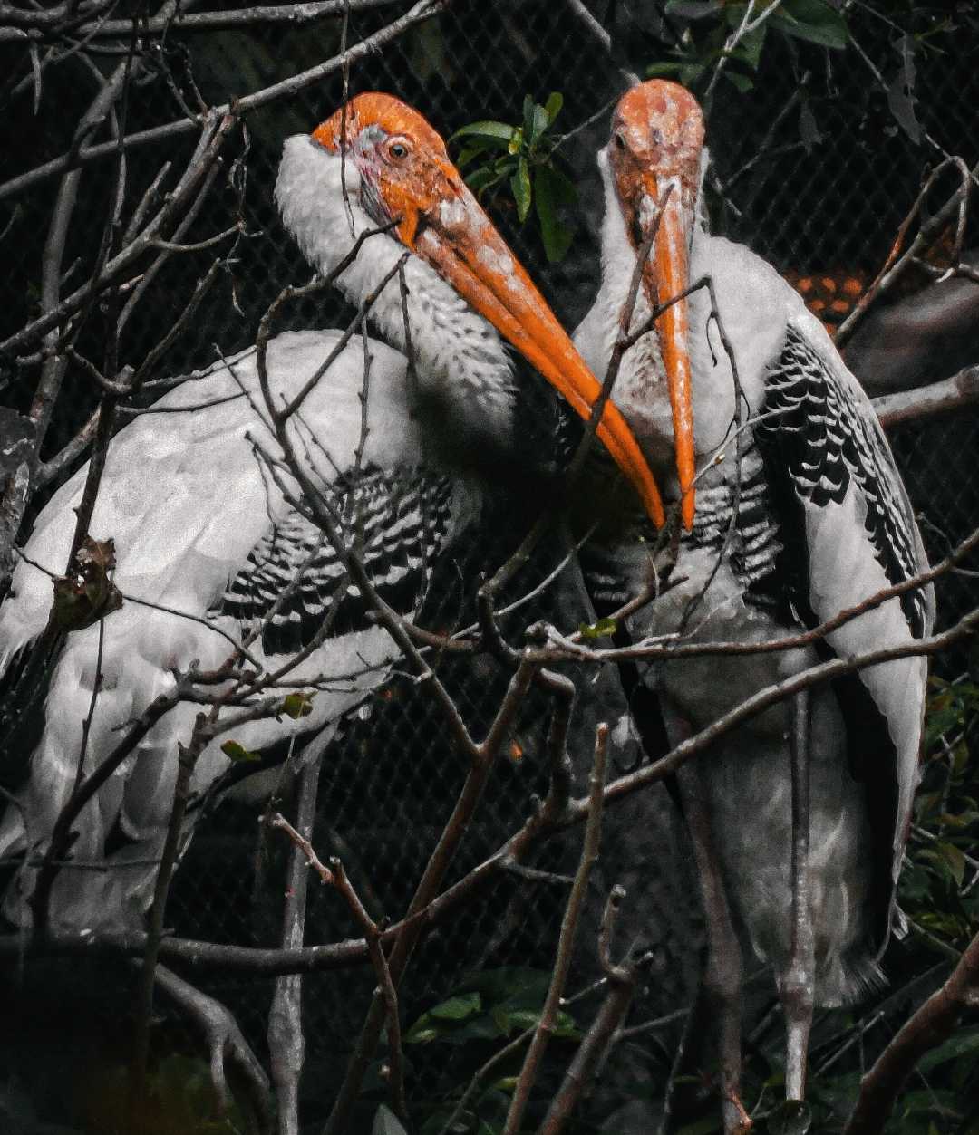 Painted stork