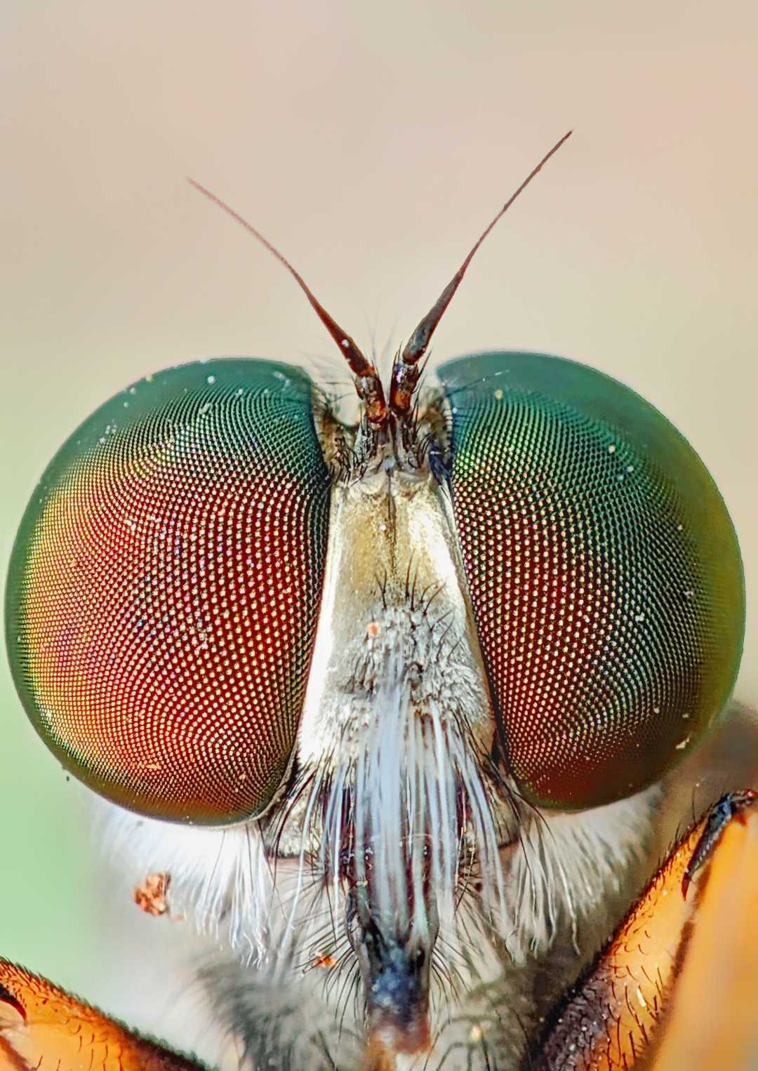 macro ekstrem