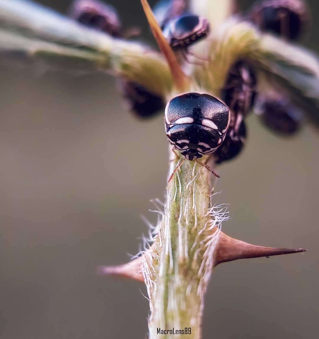 Plataspidae