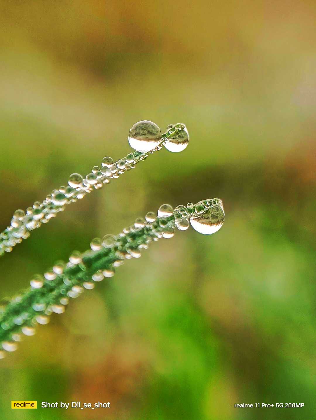 Dew Drops 