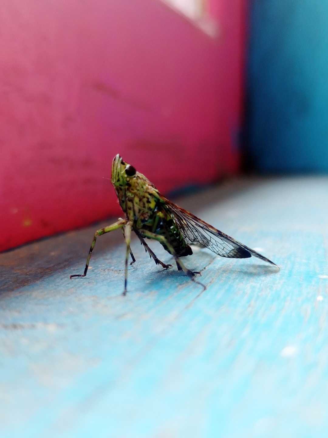 Serangga🦗