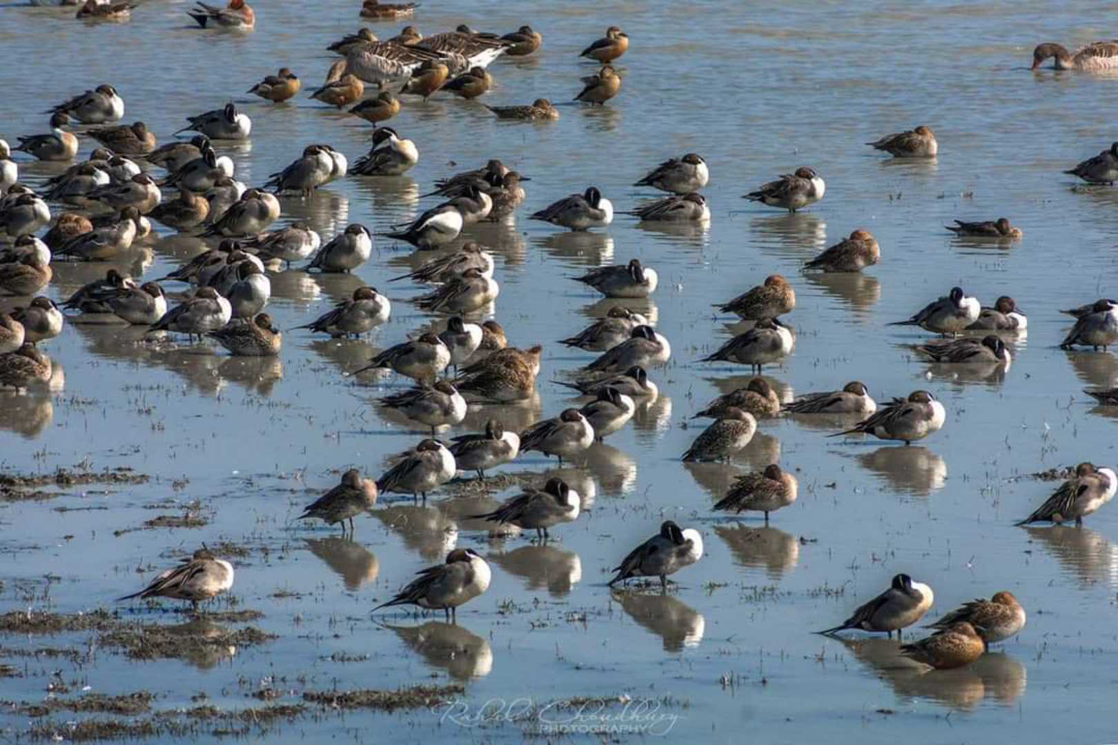 Northern Pintail