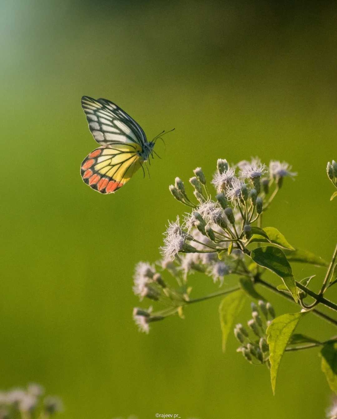 Flying painting of Nature 