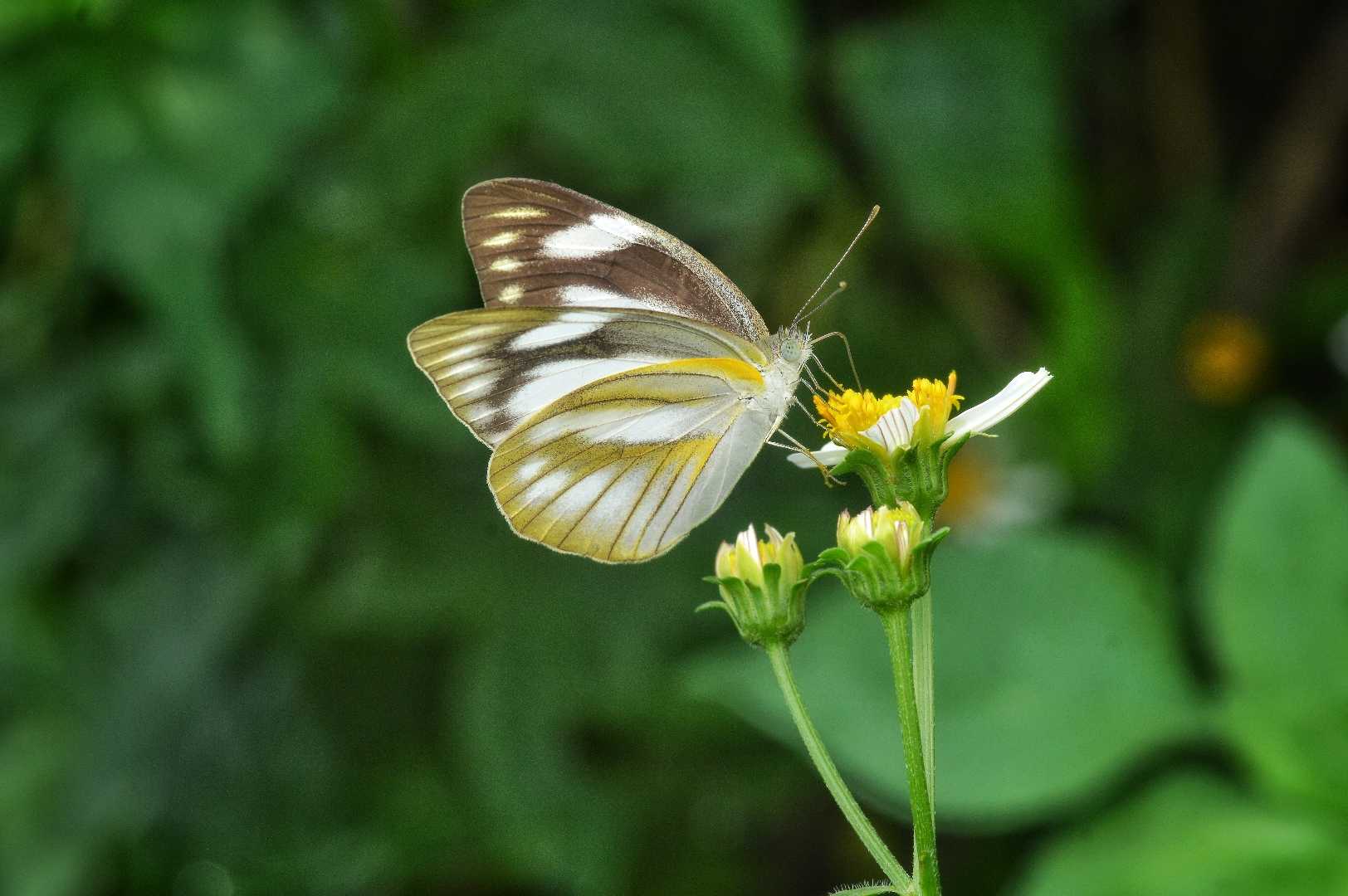Appias Libyhea (Butterfly)