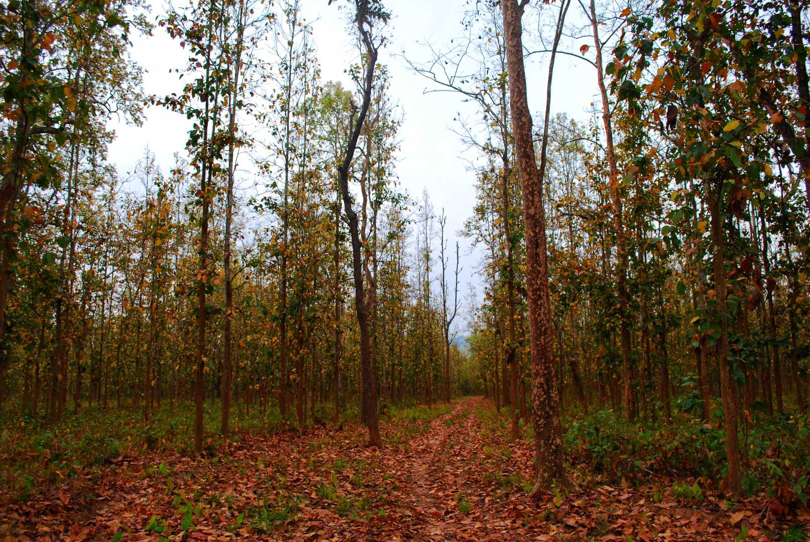 Sal Forest