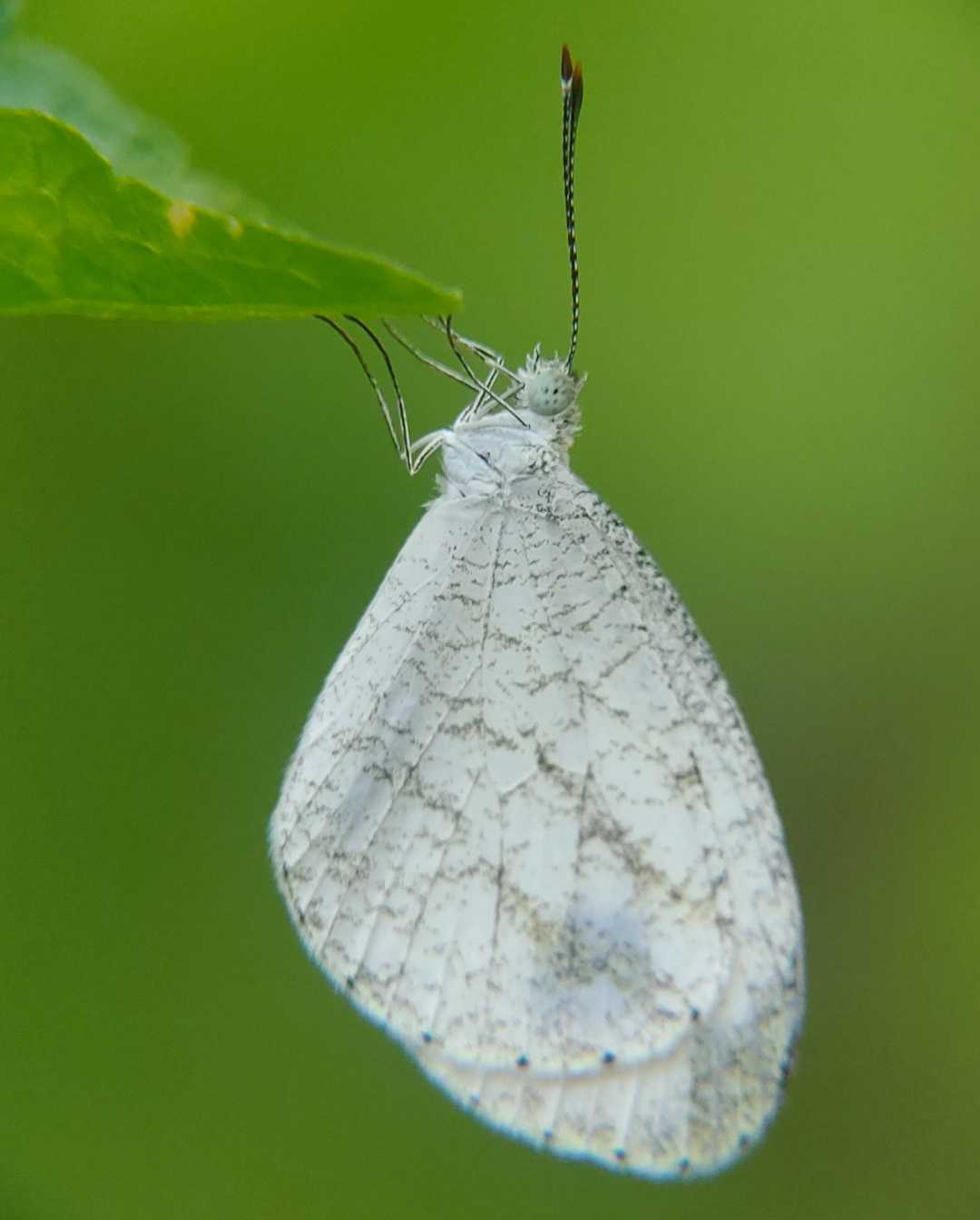 Kupukupu