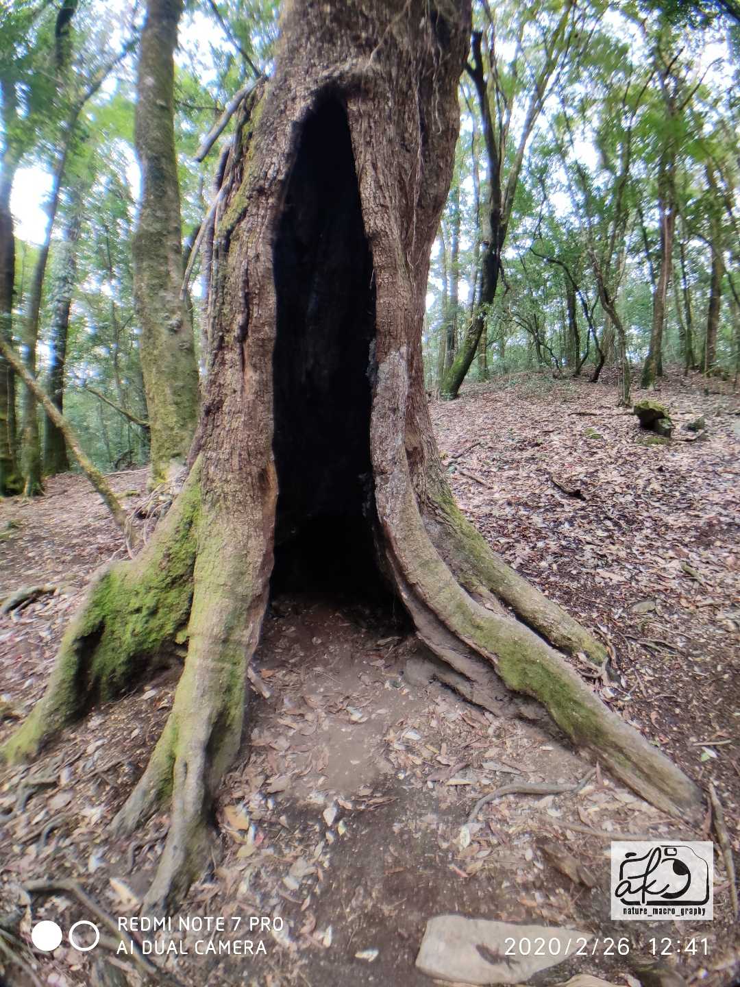 Hollow Tree Trunk