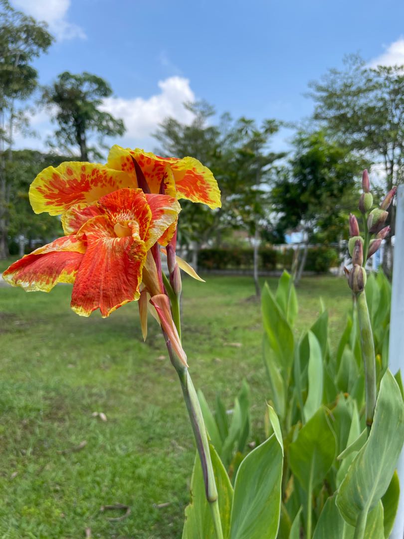 canna lily flower( bunga tasbih)