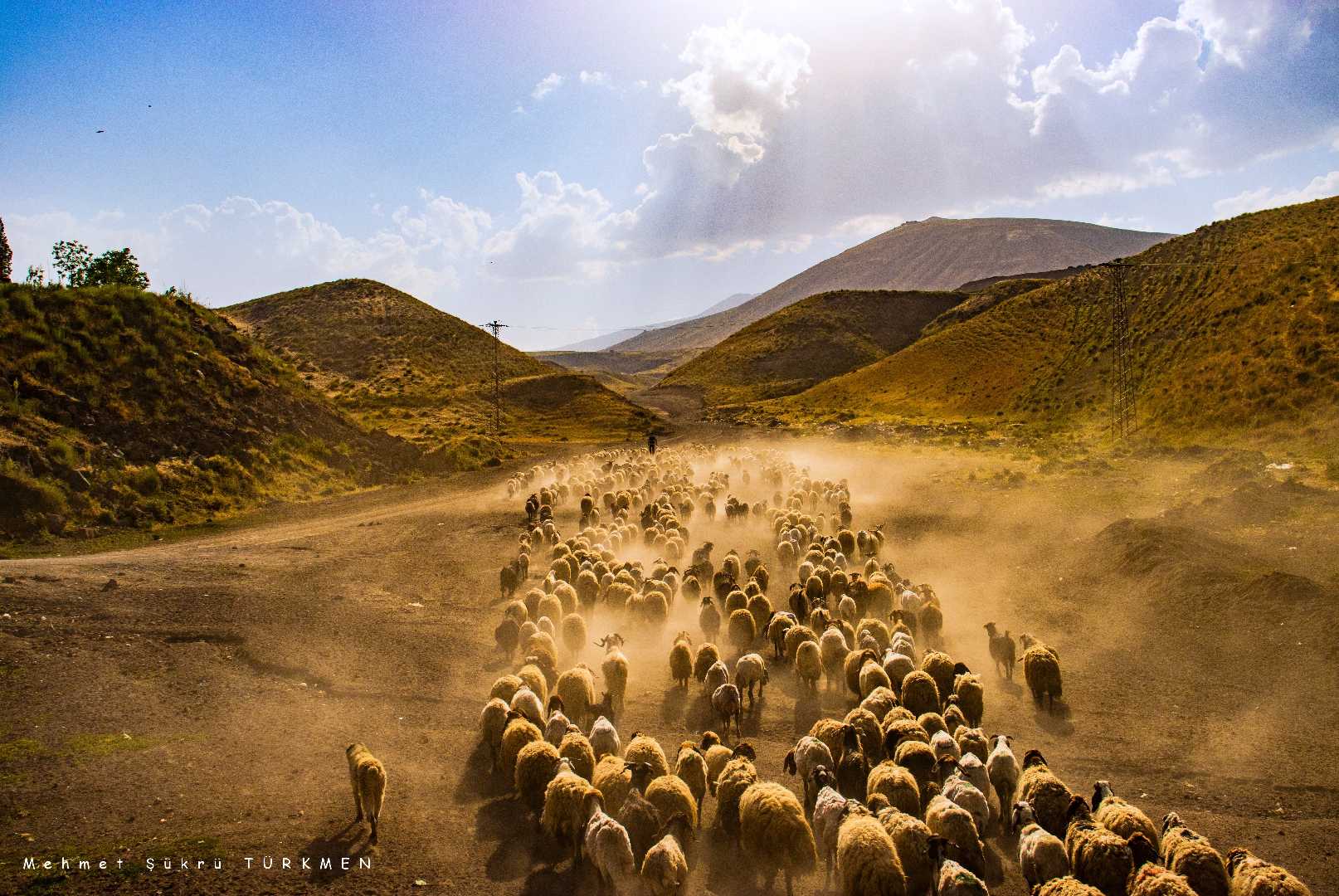 shepherd and his flock (ÇOBAN VE SÜRÜSÜ) 