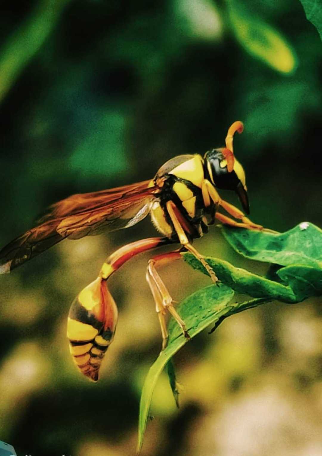Hornets
