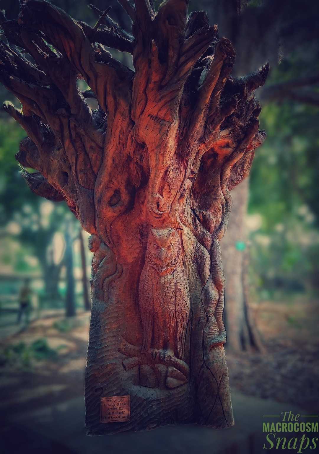 Eagle carved out on a tree 🦅