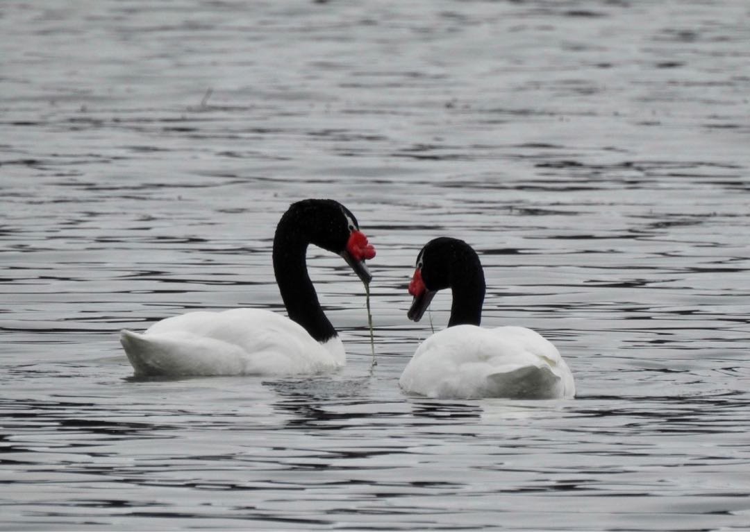 Cisnes en el río Lapataia.