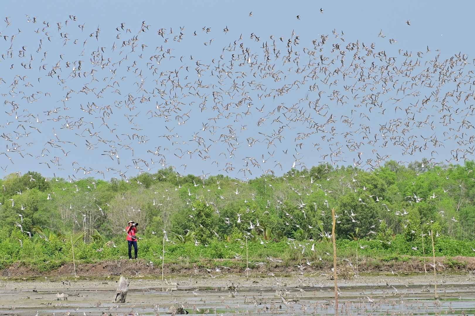 hunting burung migran 