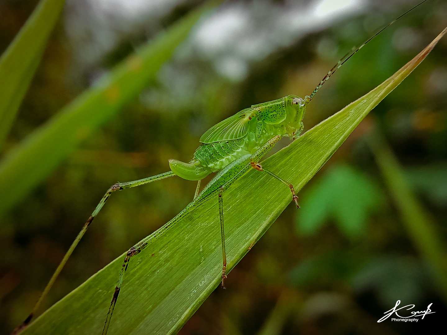 Phaneroptera falcata