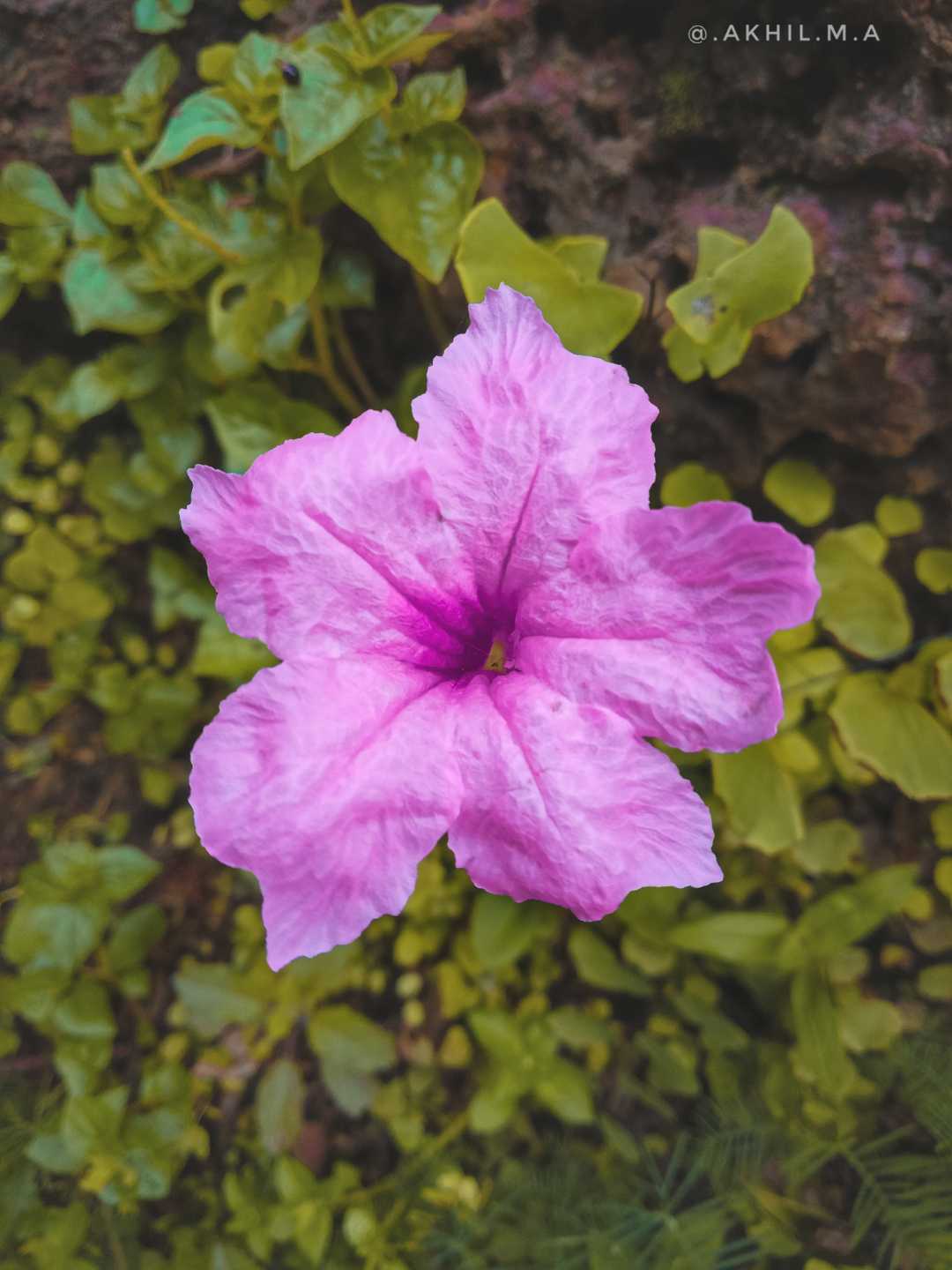 🌸✨