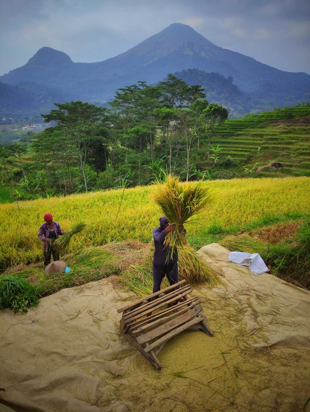 Petani Trawas, Mojokerto