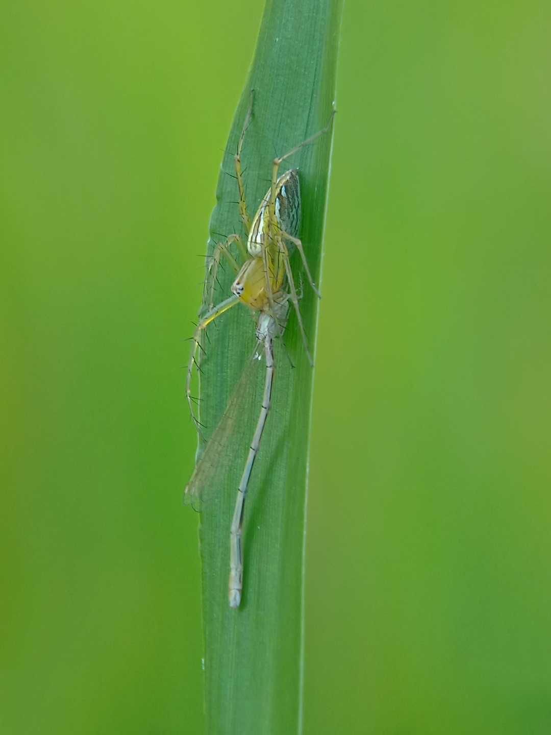Lynxspider