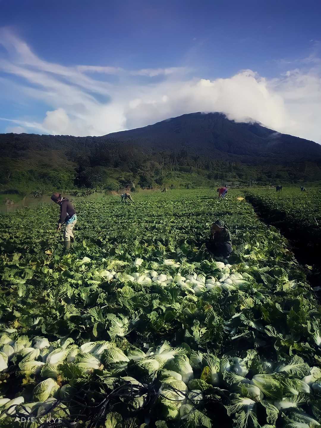 Kebun Kol