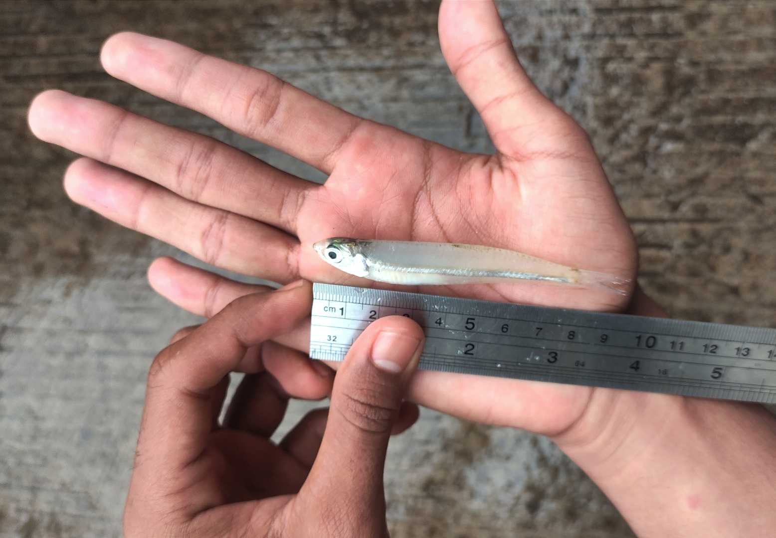 Ikan Teri
