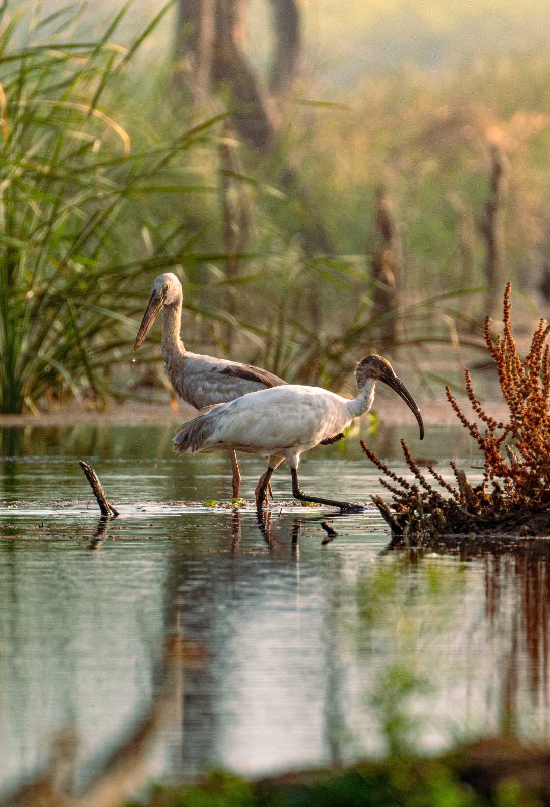 Asian openbill & Black-headed ibis