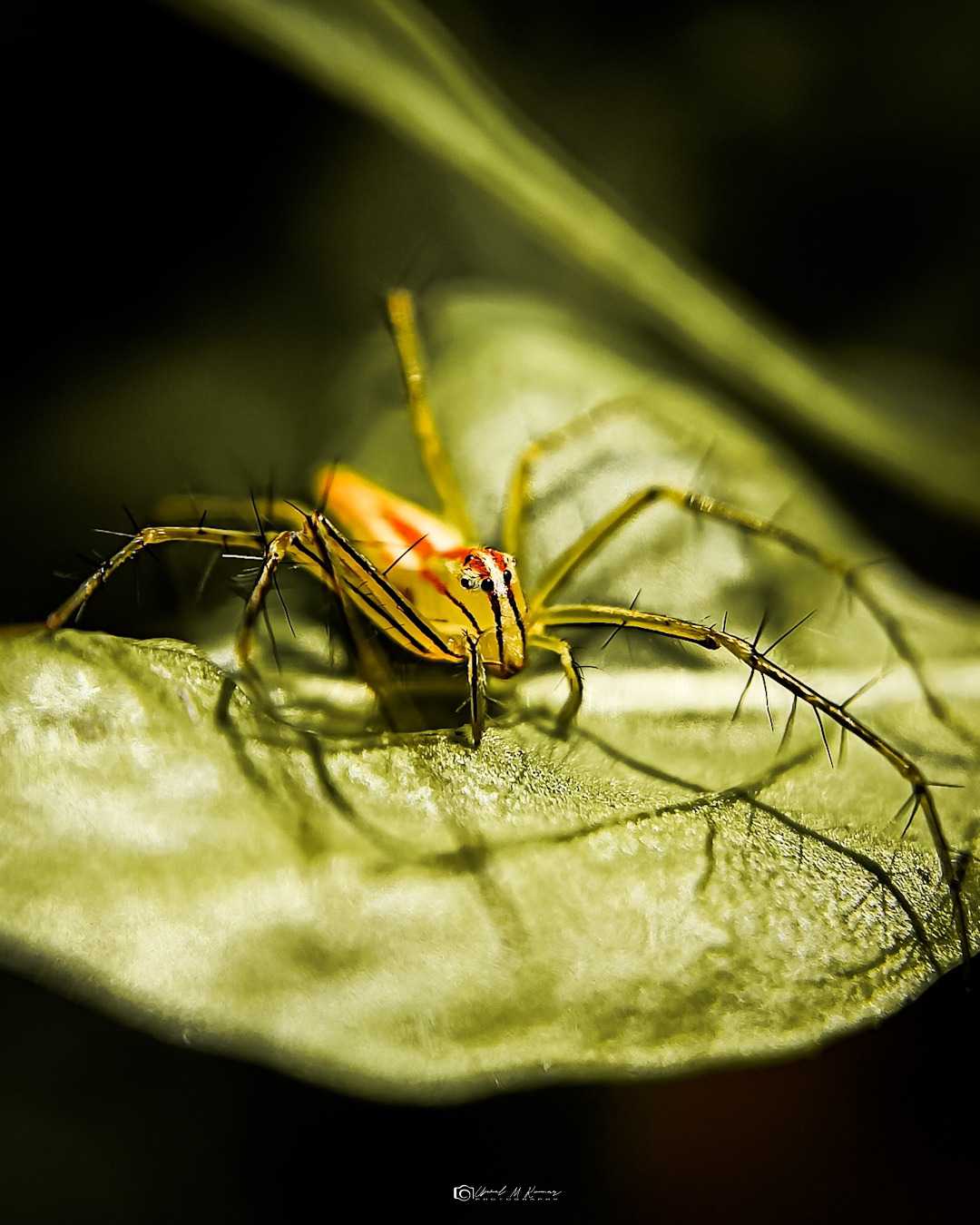 SPIDER🕷️