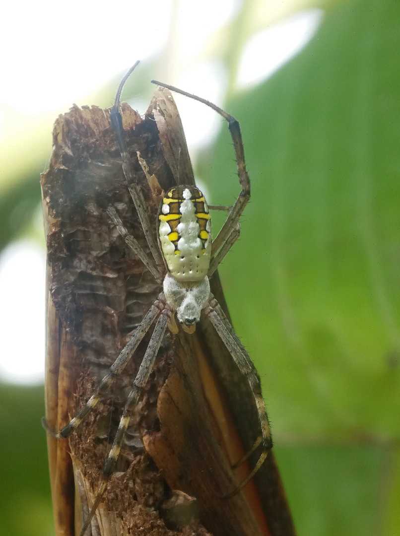 Argiope aurantia