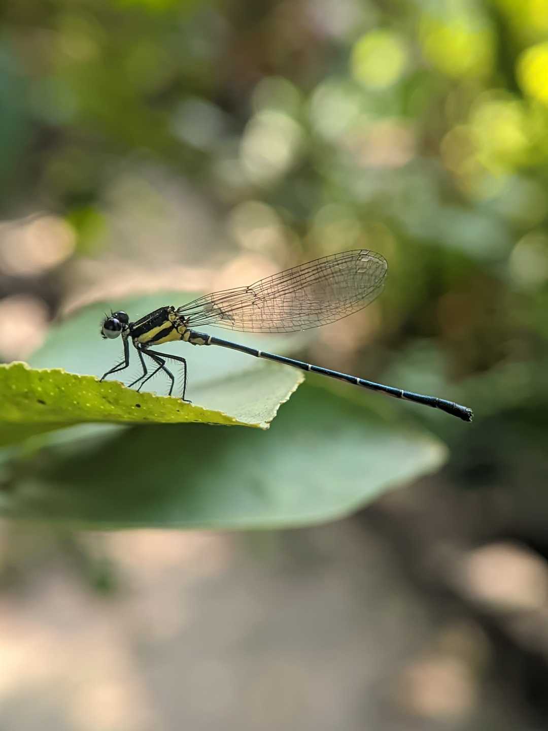 Damselfly❤️❤️